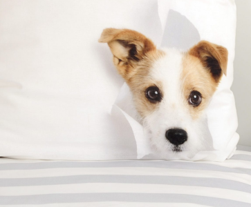 Poszewka na poduszkę i rewers pościeli Jack Russell 4451254